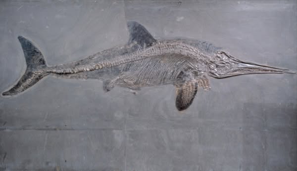 Fosil naga laut 03