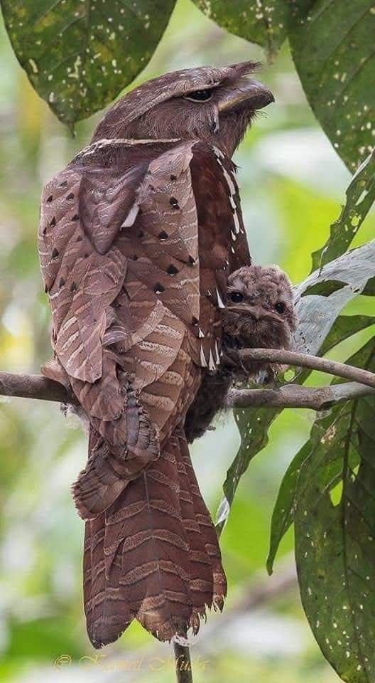 Burung 01