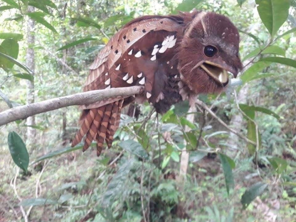 Burung 02jpg